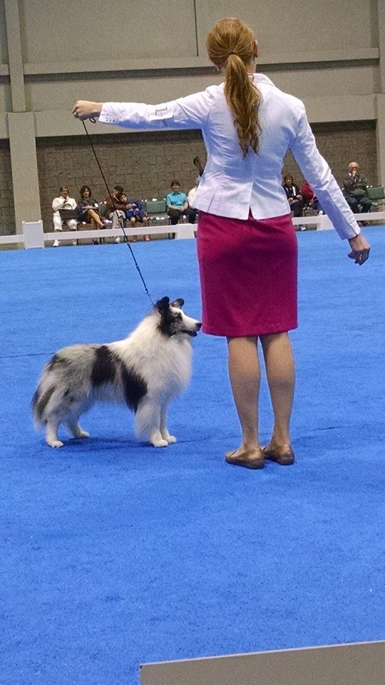 12360332_1506424856325241_8509464635408167056_n