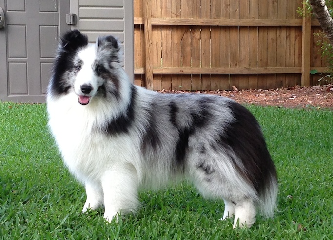 Cisco copy Cisco copy