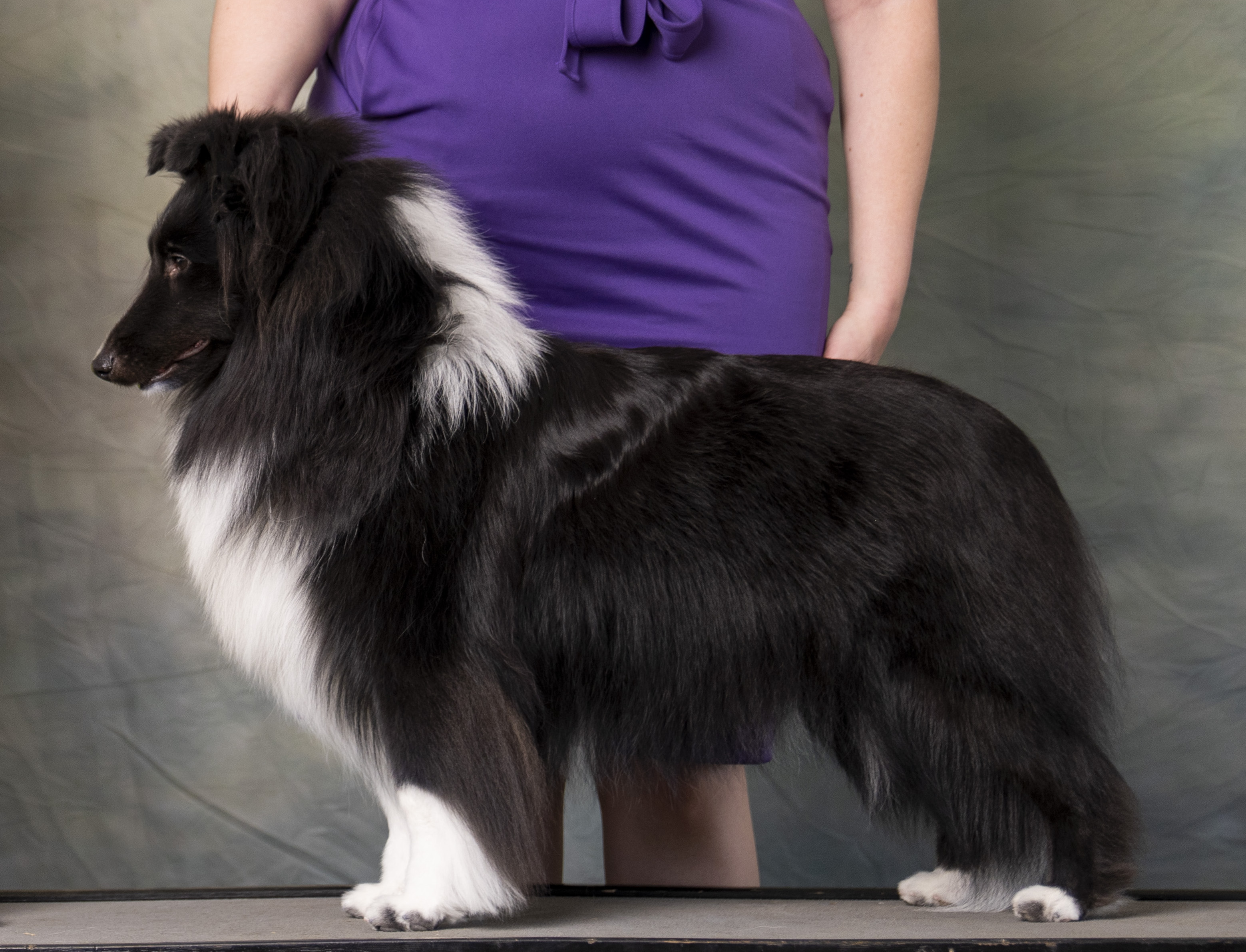 Penmore Larkspur "Lark"