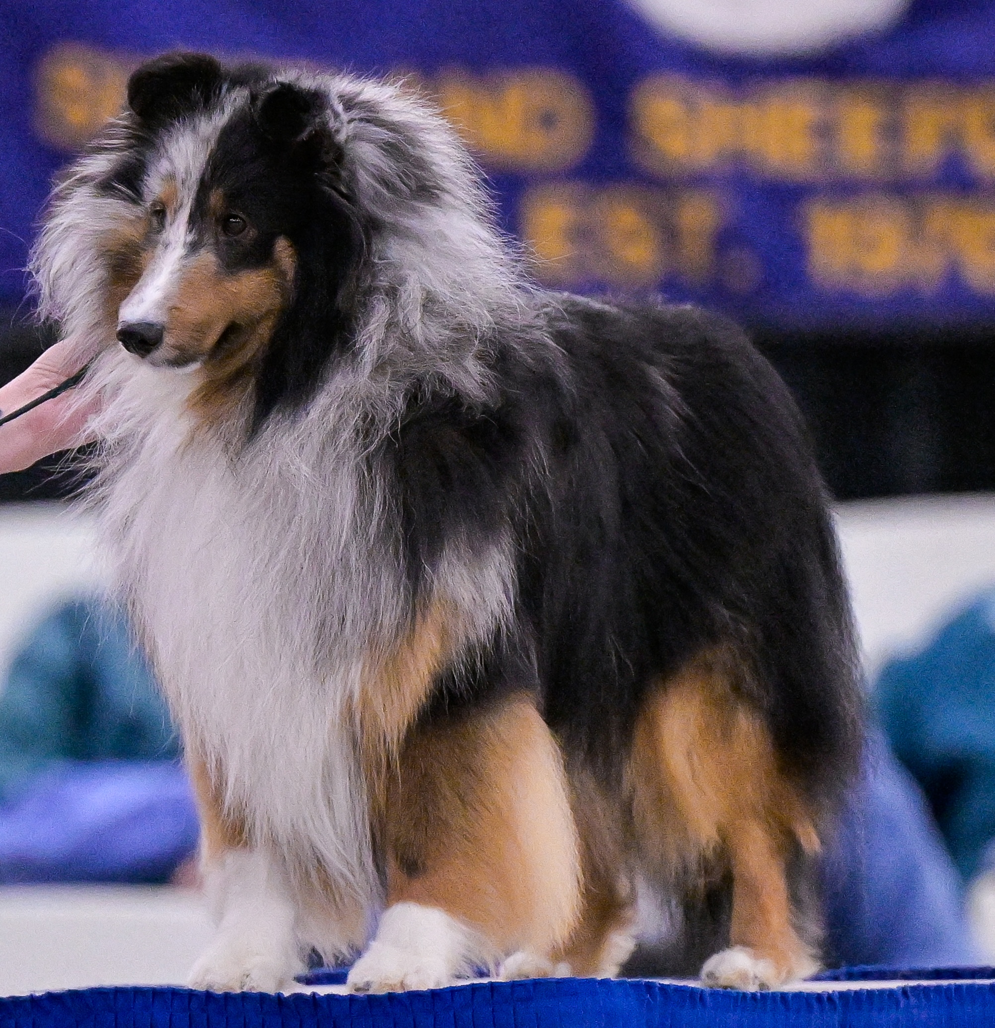 SheltieNat2026-1378 copy